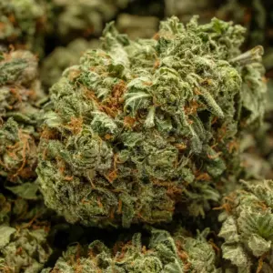 god-bud-marijuana-strain-grafton