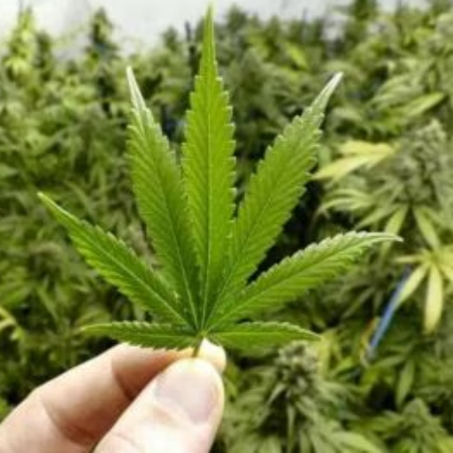 Does the Bible Talk About Weed?
