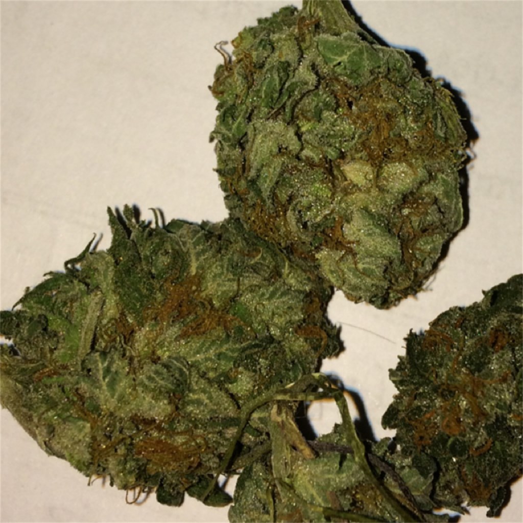 god bud primary f235