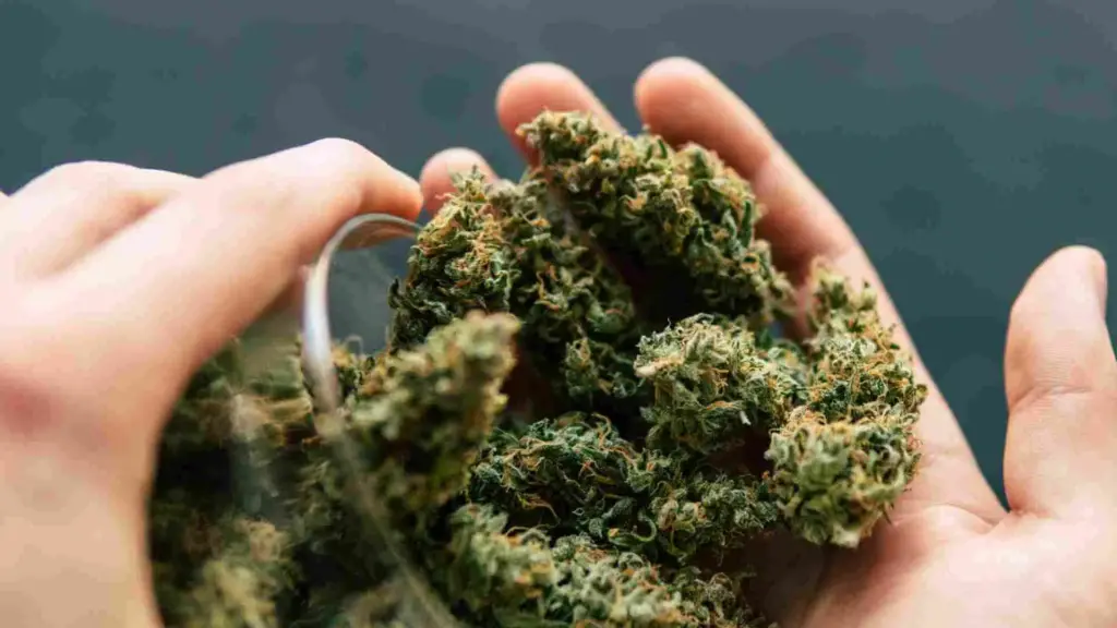 Where Does the Bible Talk About Weed?