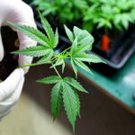 marijuana plant grown