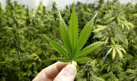 marijuana