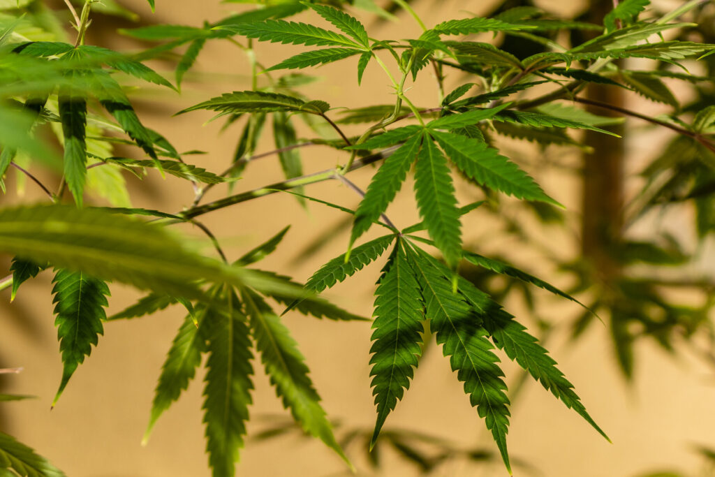 weed-superJumbo weed superJumbo