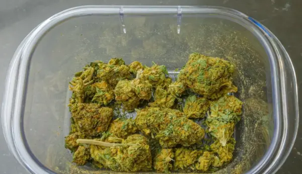 Can You Smoke Weed in Ajman, United Arab Emirates