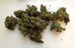 Does the Bible Talk About Weed?